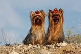 YORKSHIRE TERRIER 543
